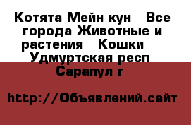 Котята Мейн кун - Все города Животные и растения » Кошки   . Удмуртская респ.,Сарапул г.